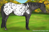 Horse Color:Black Near Leopard 