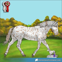 Horse Color:Red Dun Leopard  and Red Dun Leopard 