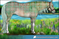 Horse Color:Painted Plaid White Spotted Chocolate Palomino Dun Brindle
