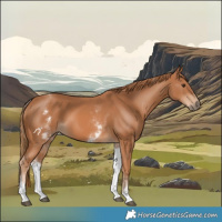 Horse Color:White Spotted Chestnut 