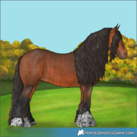 Horse Color:Bay  and Bay 