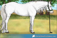 Horse Color:Chocolate Palomino Pearl Dun Mushroom Sabino