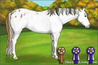 Horse Color:Plaid  White Spotted Chestnut Splash Appaloosa 