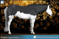 Horse Color:Black Splash