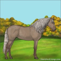 Horse Color:Silver Grullo 