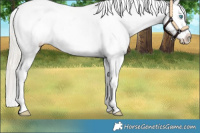 Horse Color:White Spotted Chocolate Palomino Pearl Snowflake Varnish 