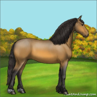 Horse Color:Buckskin 