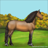 Horse Color:Buckskin 