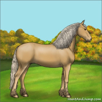 Horse Color:Palomino 