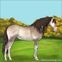 Horse Color:Classic Champagne Roan Onyx 
