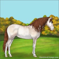 Horse Color:Buckskin Ice Pearl Onyx Rabicano
