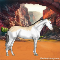 Horse Color:Buckskin Roan Dun Splash 