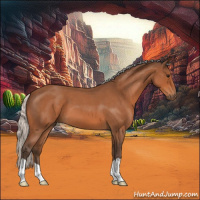 Horse Color:Silver Bay Roan 