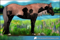 Horse Color:Void Plaid  White Spotted Chocolate Palomino Dun Splash Rabicano 