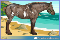 Horse Color:White Spotted Liver Red Dun Brindle 