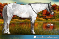 Horse Color:White Spotted Liver Red Roan 