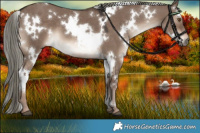 Horse Color:White Spotted Liver Red Dun Mushroom