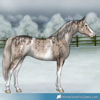 Horse Color:White Spotted Liver Red Dun Mushroom Sabino Rabicano Brindle 