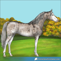 Horse Color:White Spotted Liver Red Dun Mushroom Sabino Rabicano Brindle 