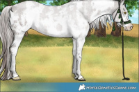Horse Color:Platinum White Spotted Liver Red Dun Sabino 