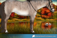 Horse Color:Liver Red Dun Roan Rabicano Brindle 