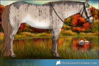Horse Color:Liver Red Dun Roan Rabicano Brindle 