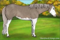 Horse Color:Silver Grullo Splash