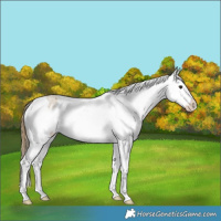 Horse Color:Buckskin Roan Dun Splash Appaloosa 