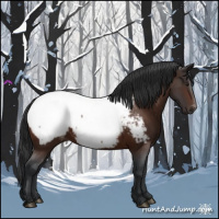 Horse Color:Brown Appaloosa