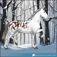 Horse Color:Brown Appaloosa