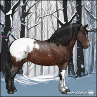 Horse Color:Brown Appaloosa
