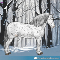 Horse Color:Brown Appaloosa 