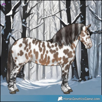 Horse Color:Brown Dun Appaloosa 
