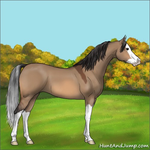 Horse Color:Bay Dun Splash 