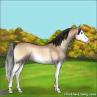 Horse Color:Bay Roan Onyx Splash Rabicano