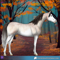 Horse Color:Bay Roan Onyx Splash Rabicano 