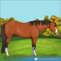 Horse Color:Bay 