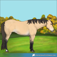 Horse Color:Buckskin 