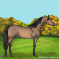 Horse Color:Bay Dun 