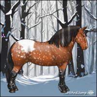 Horse Color:Bay Appaloosa 