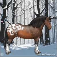 Horse Color:Bay Appaloosa 