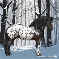 Horse Color:Brown Appaloosa 