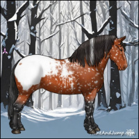 Horse Color:Brown Appaloosa 