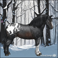 Horse Color:Brown Appaloosa 