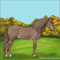 Horse Color:Liver Red Dun