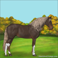 Horse Color:Liver Chestnut 