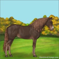 Horse Color:Liver Chestnut 