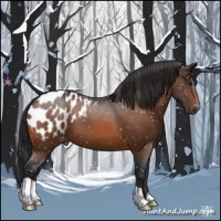 Horse Color:Bay Appaloosa