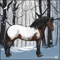 Horse Color:Brown Appaloosa