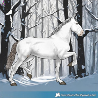Horse Color:Brown Appaloosa 